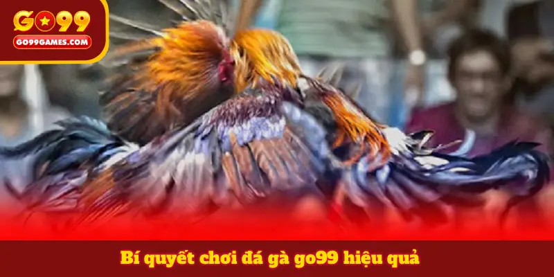 Bí quyết chơi đá gà go99 hiệu quả