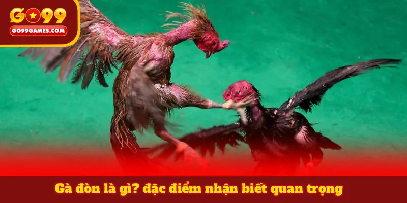 Gà đòn là gì? đặc điểm nhận biết quan trọng