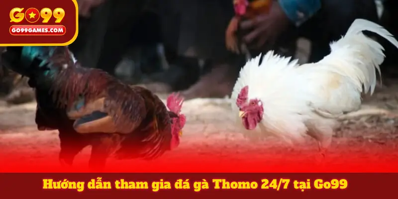 Hướng dẫn tham gia đá gà Thomo 24/7 tại Go99
