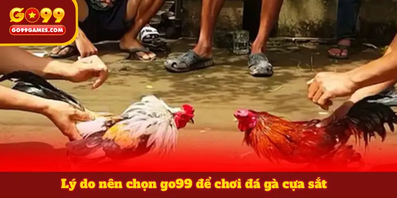 Lý do nên chọn go99 để chơi đá gà cựa sắt