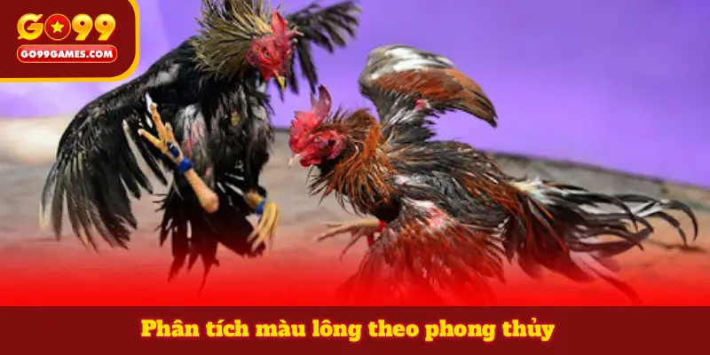Phân tích màu lông theo phong thủy