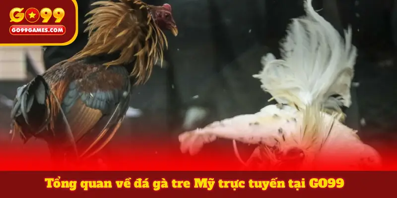 Tổng quan về đá gà tre Mỹ trực tuyến tại GO99